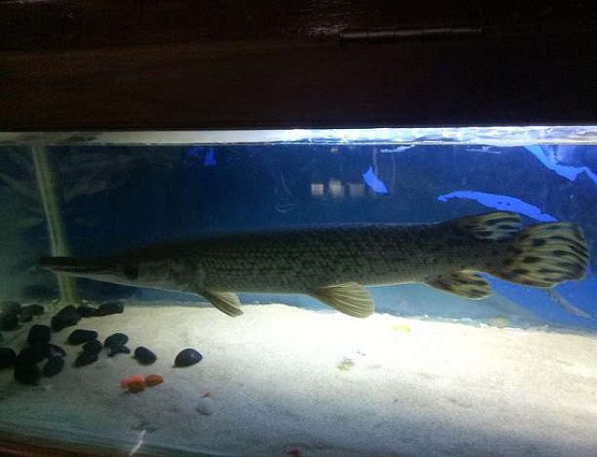 Alegatar fish for sale 