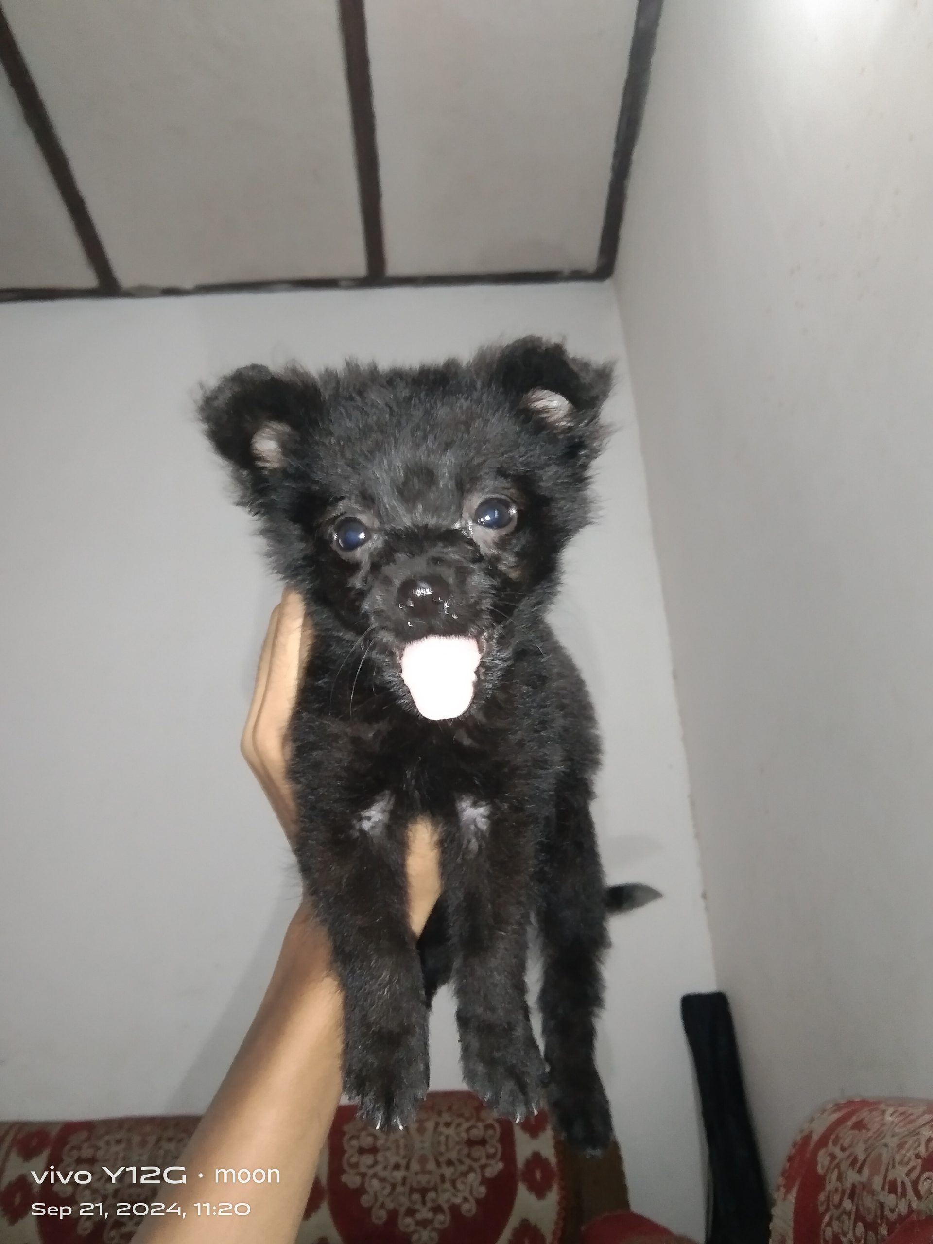 All breeds available in reasonable price