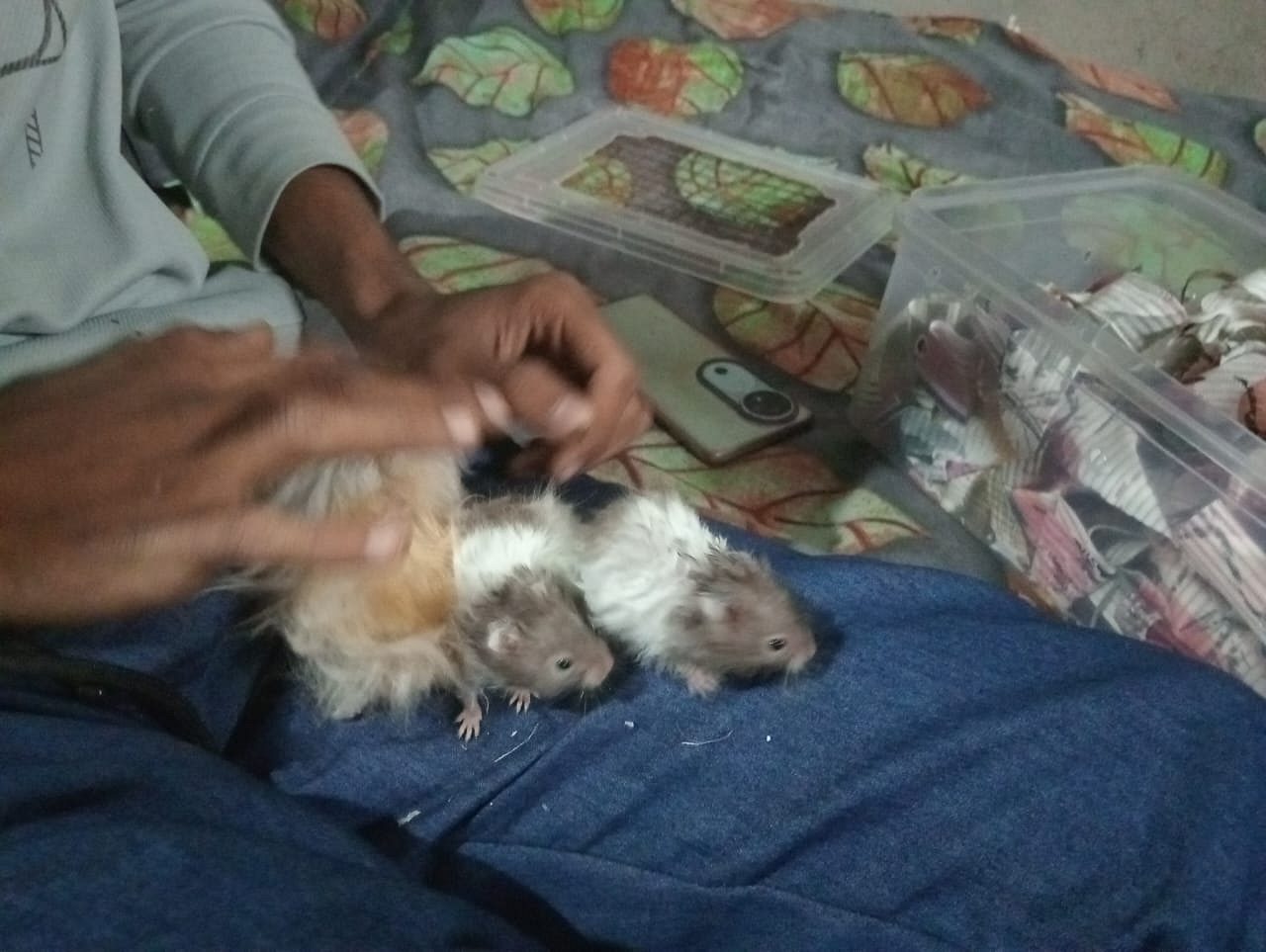 All mel he no female