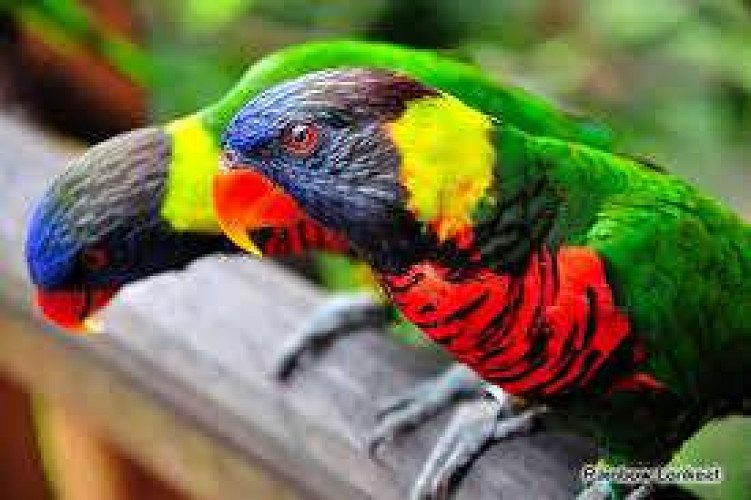 all taip lorry birdse