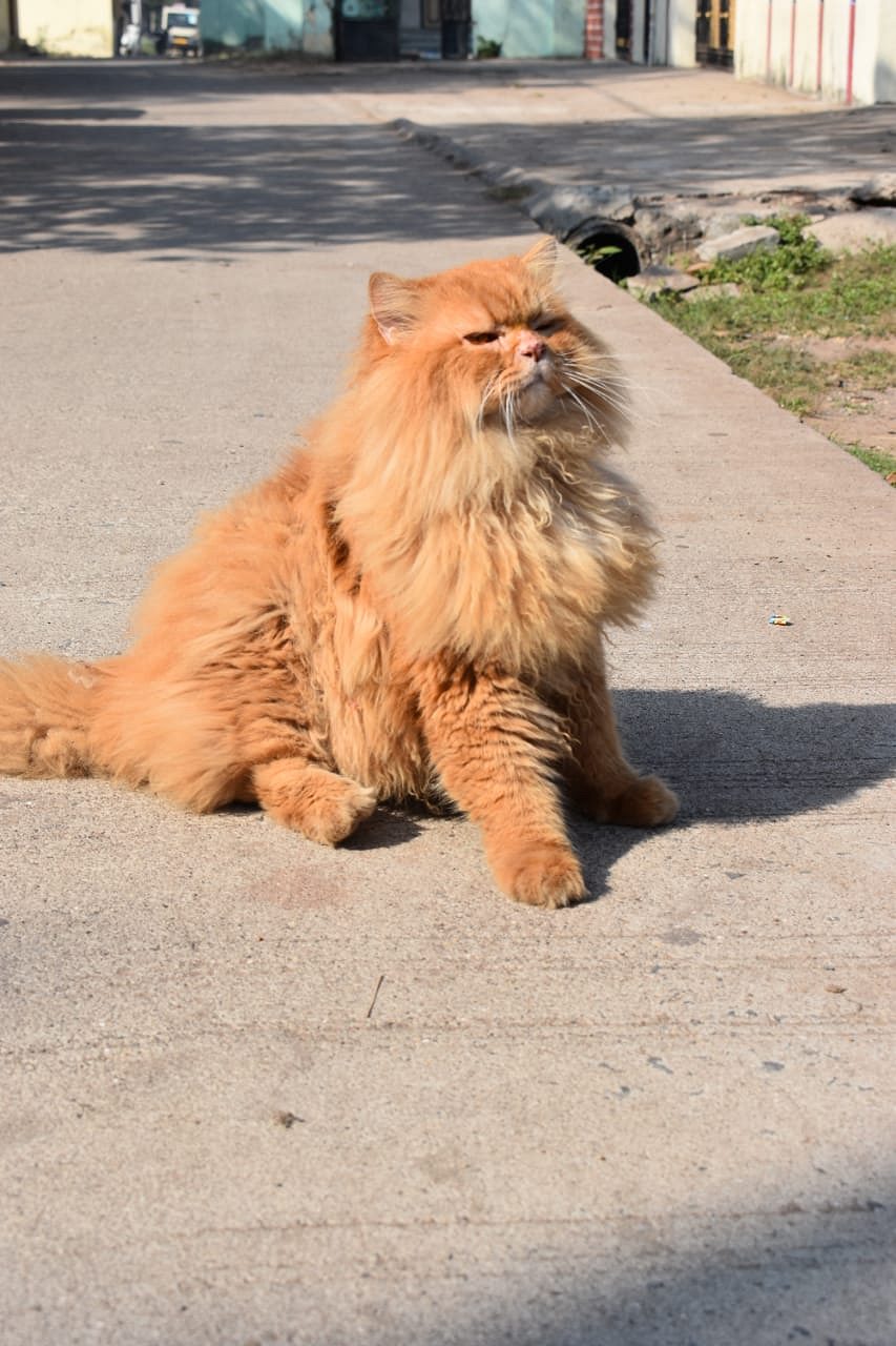 All time cats available