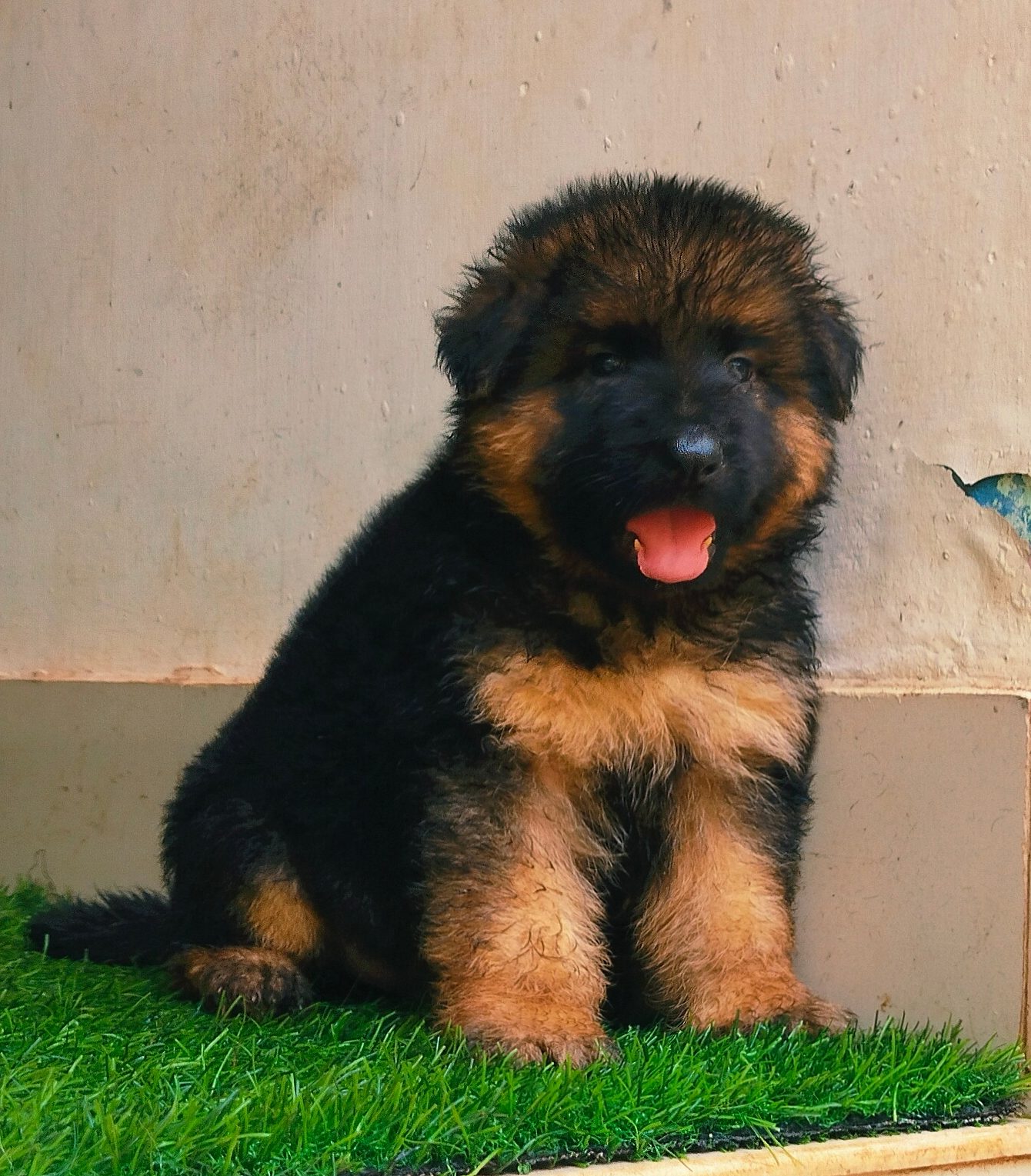 All types of dog and puppies available 6282260887