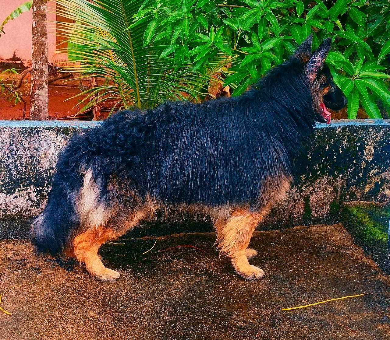 All types of puppies available