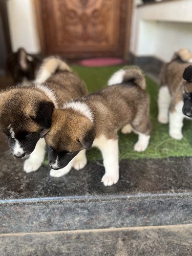American Akita male puppies