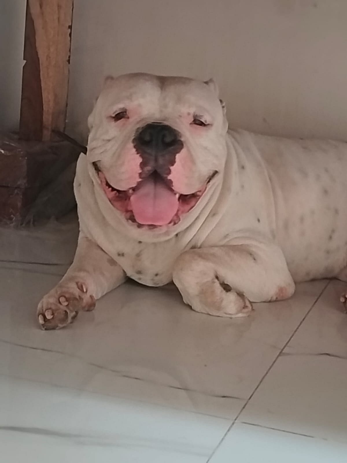 American bully Male Dog for mating