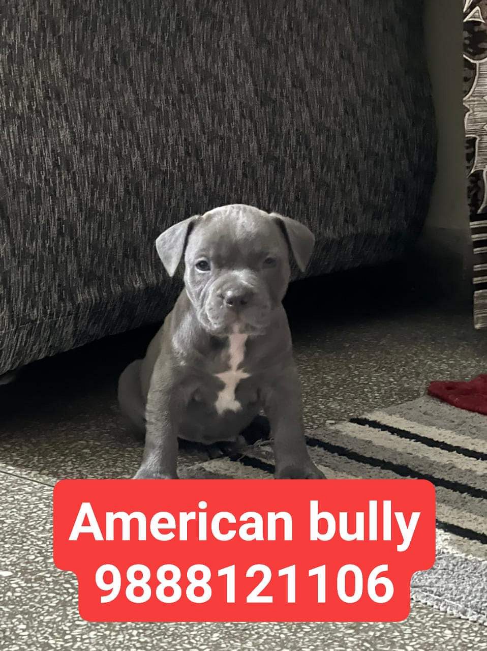 American bully puppy buy near me call 9888121106