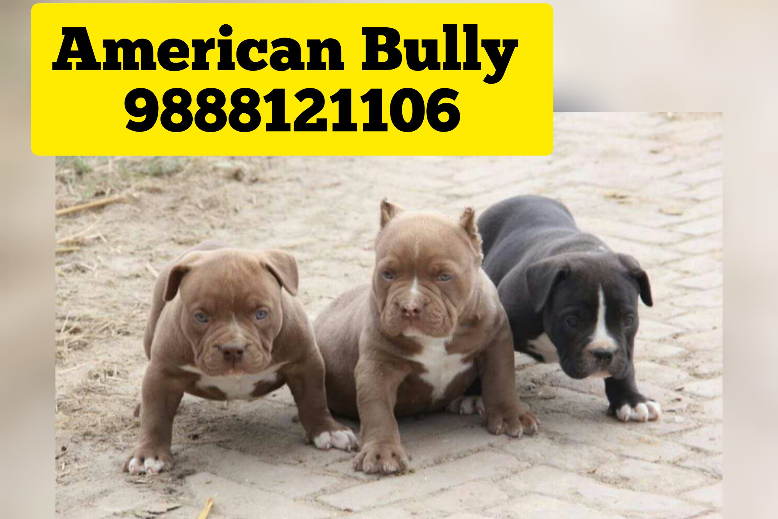 American bully puppy buy online punjab adampur tanda bhogpur dasuya kartarpur begowal bhullath