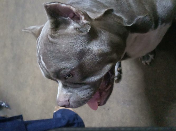 American bully  standard  female puppys