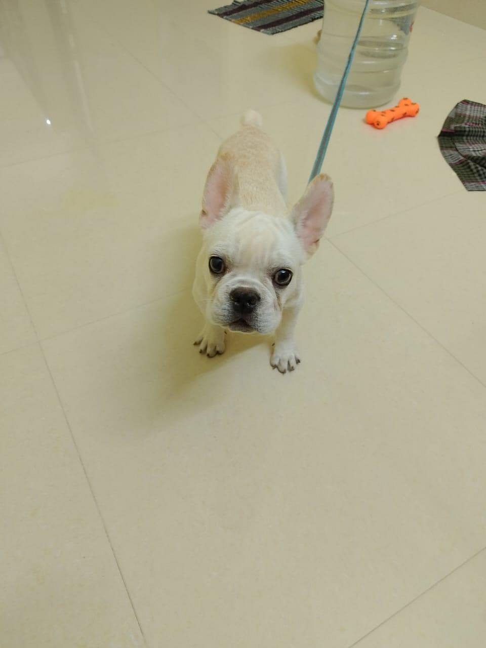 American french bulldog