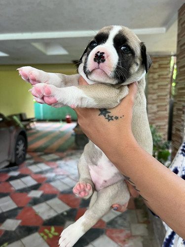 American Pitbull Puppies
