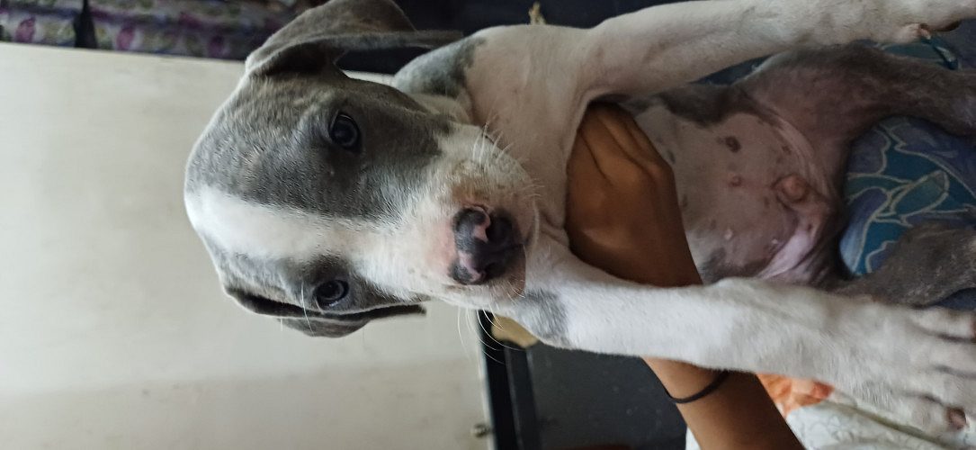 Amstaff puppy for sale