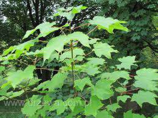 Arctium lappBurdock seeds