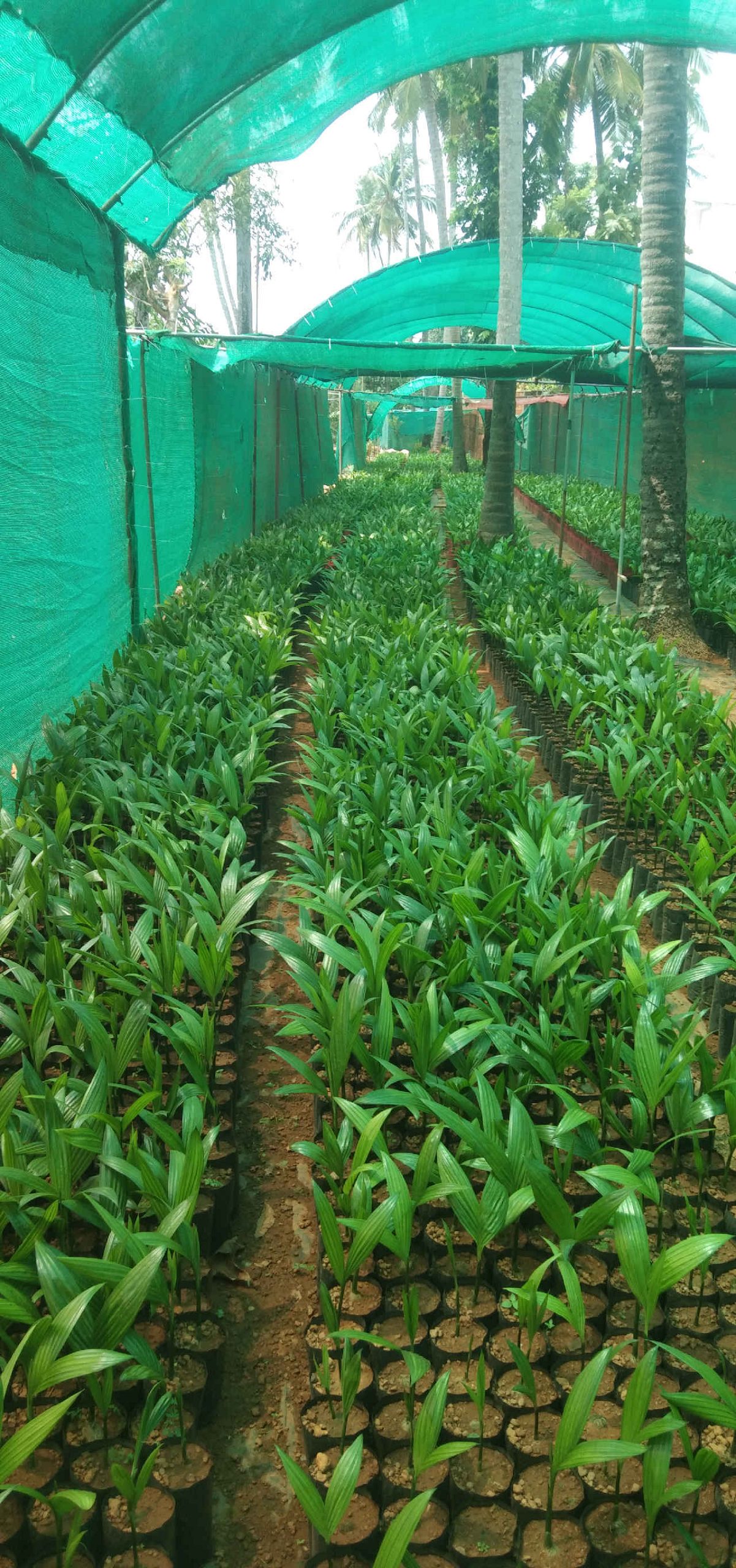 arecanut seedlings