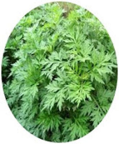 Artemisia annua - Sweet Wormwood seed