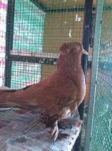 Australian red pigeons