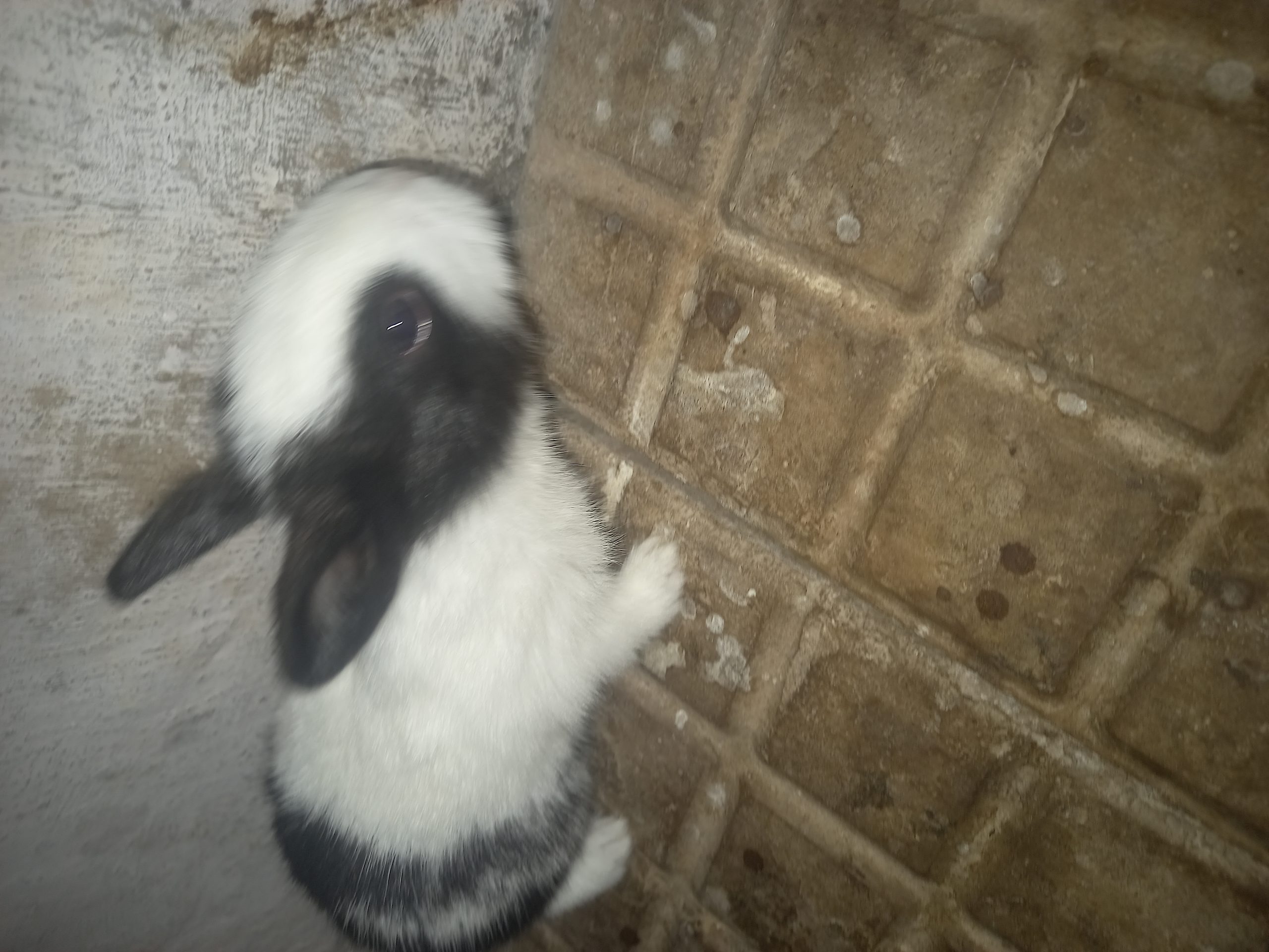 Baby rabbit for sell