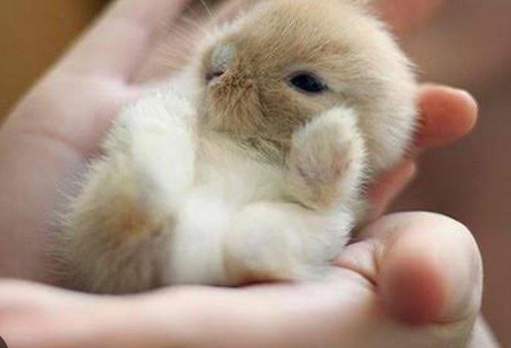 Baby Rabbits