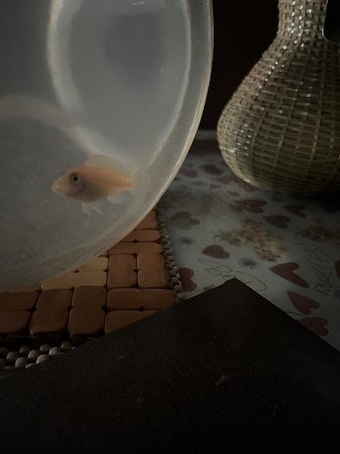 2 baby white sharks and one orange morph