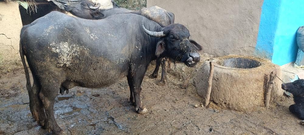 Baffalo selling