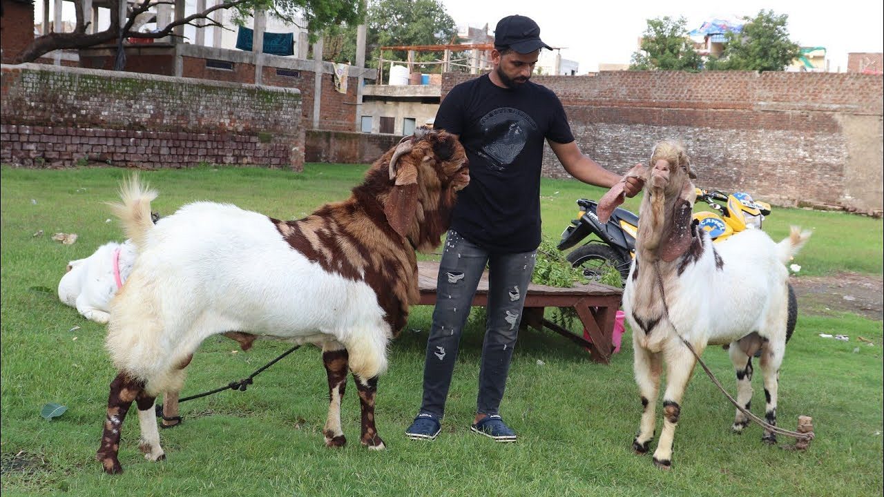 Bakra selling home delivery 🚚