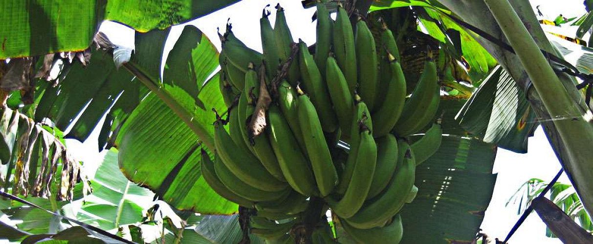 BANANA (NENDRA) for sale