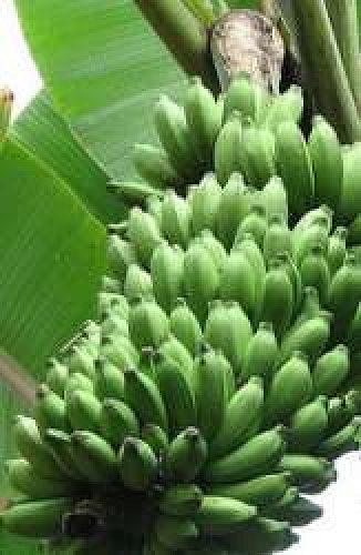 Banana - Palayancodan