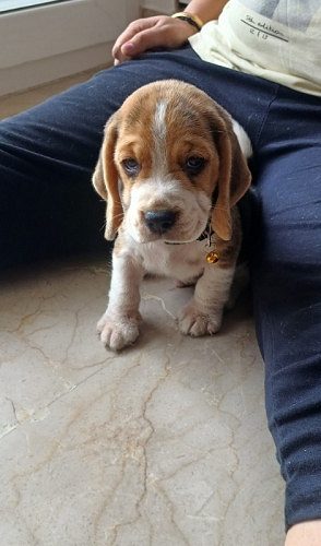 Beagle 43 days old