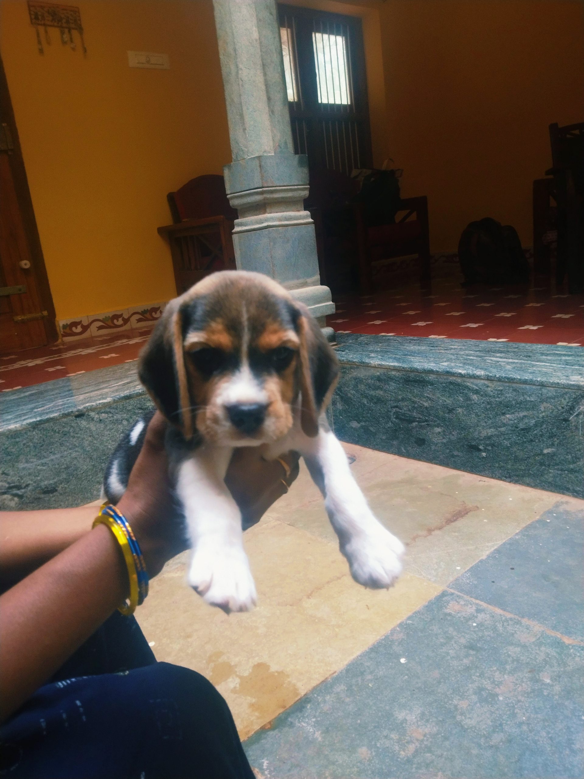 Beagle 45 days puppy