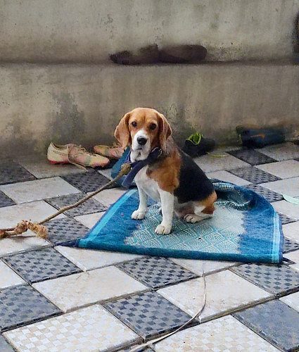 Beagle adult female this month heat..