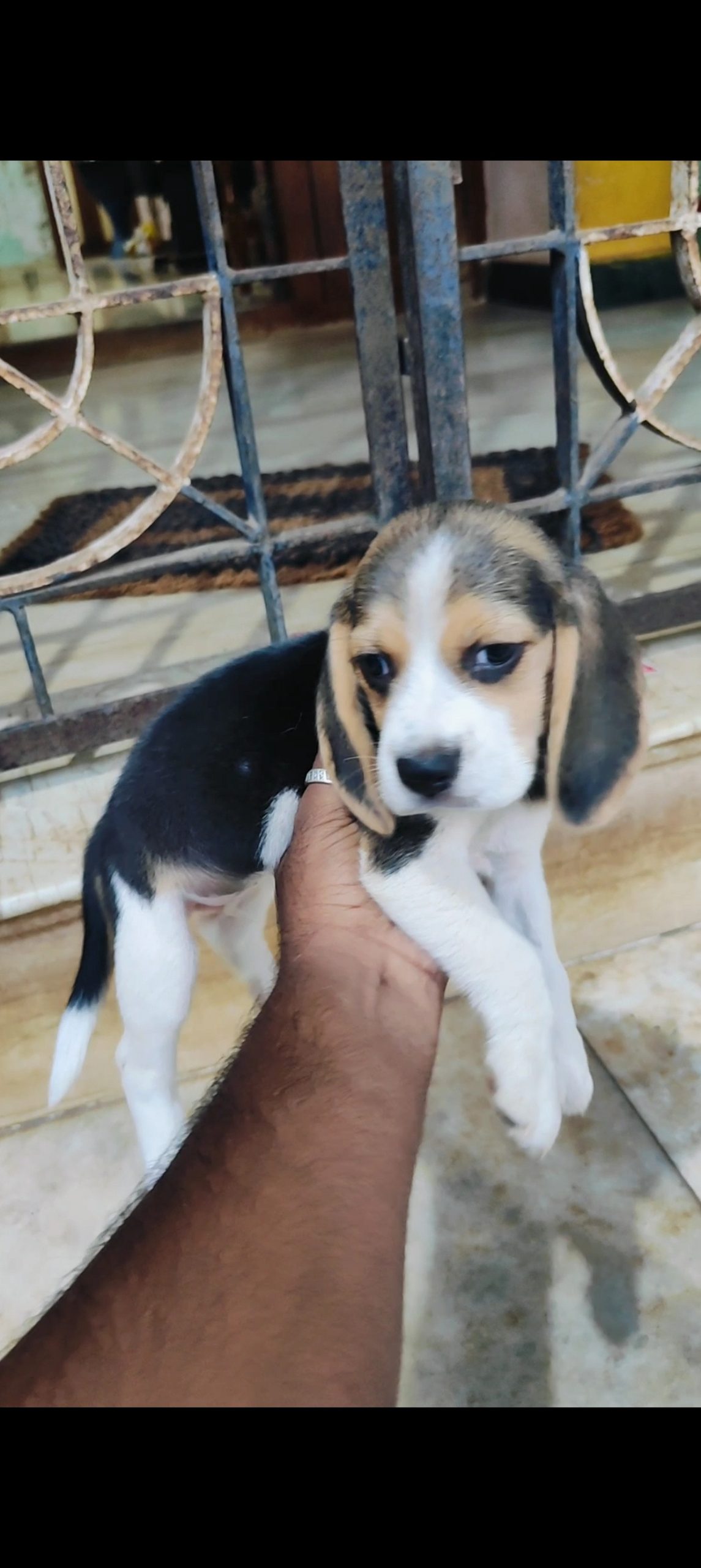 Beagle adult pair and 1 female puppy for sales