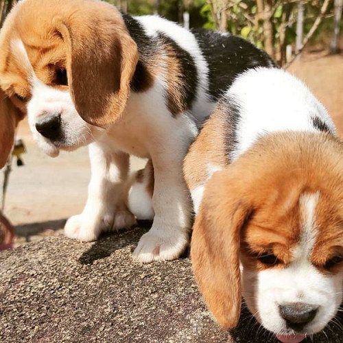 Beagle available