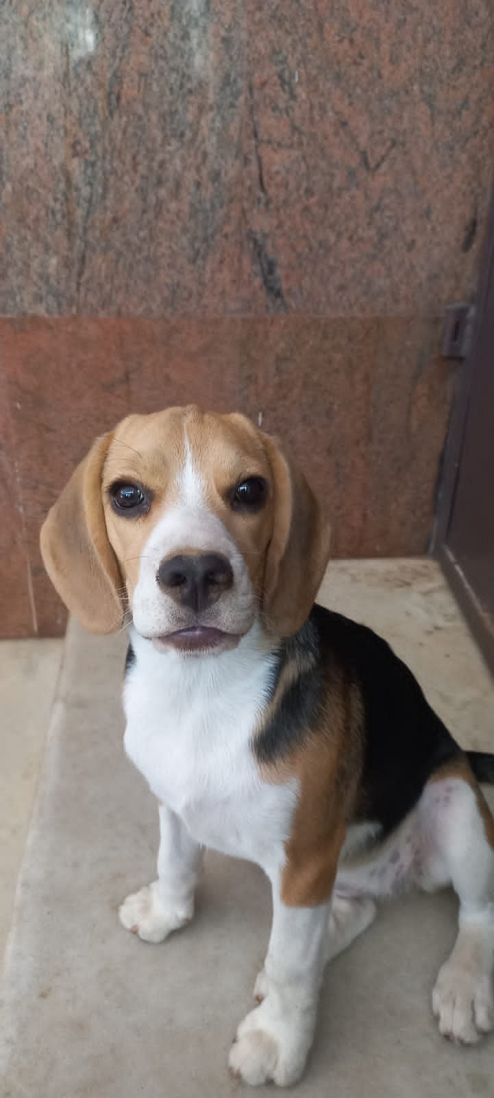 Beagle for sale in Bangalore