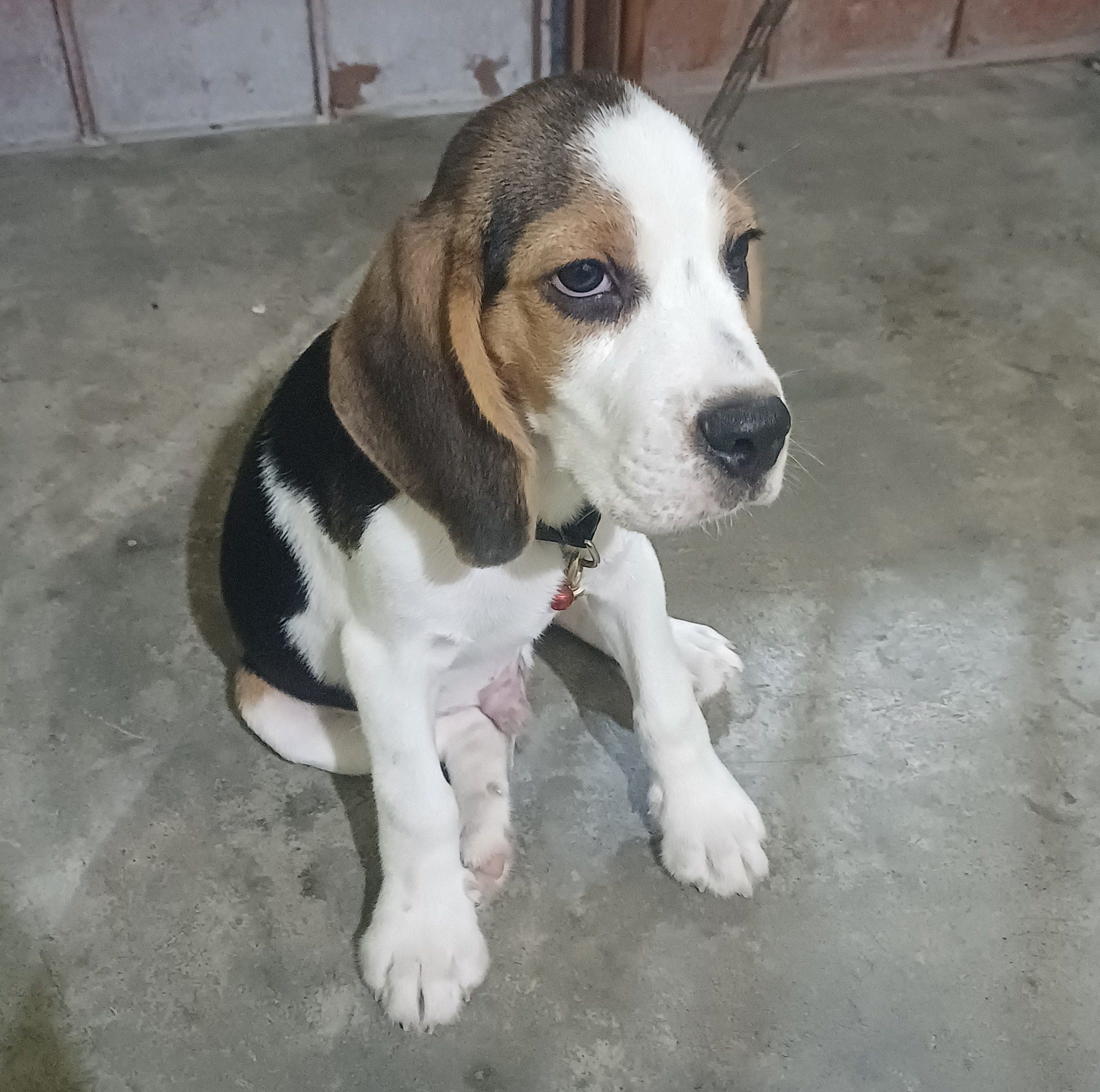Beagle dog