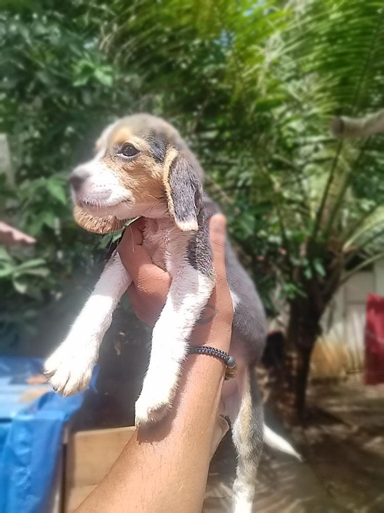 Beagle dog female 3 month old