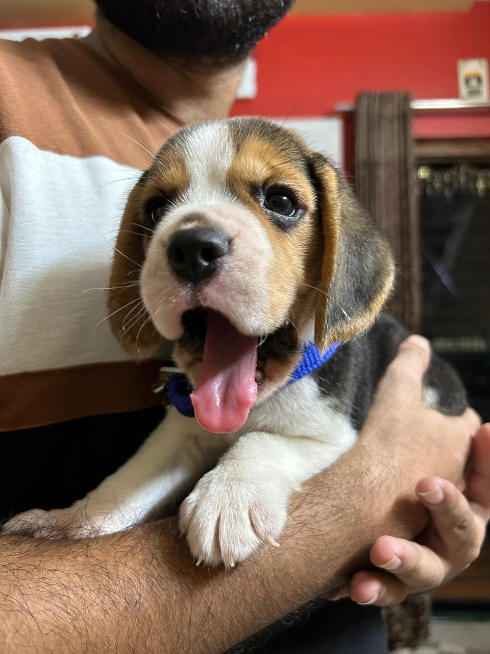 Beagle