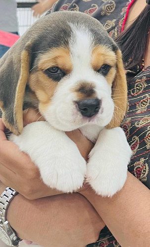 Beagle