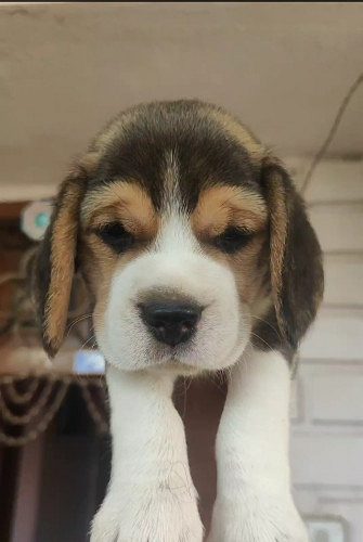 Beagle