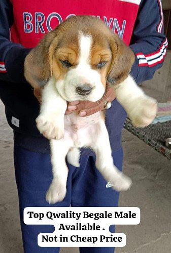 Beagle