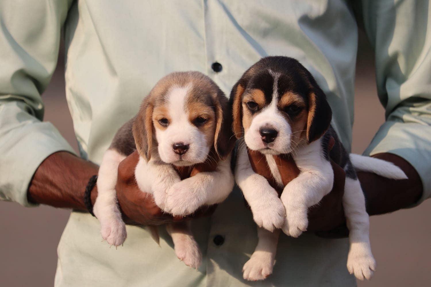 Beagle