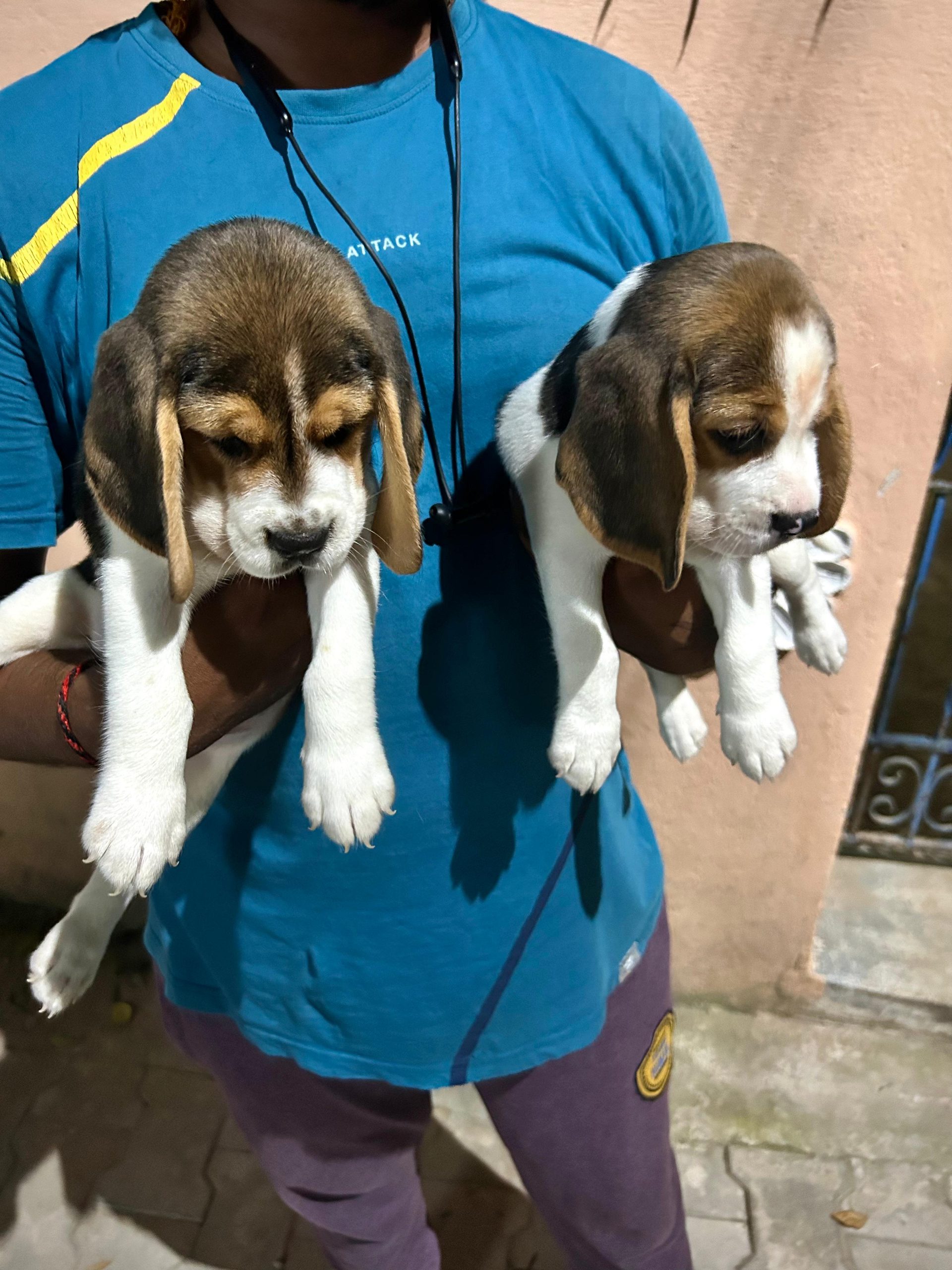 Beagle