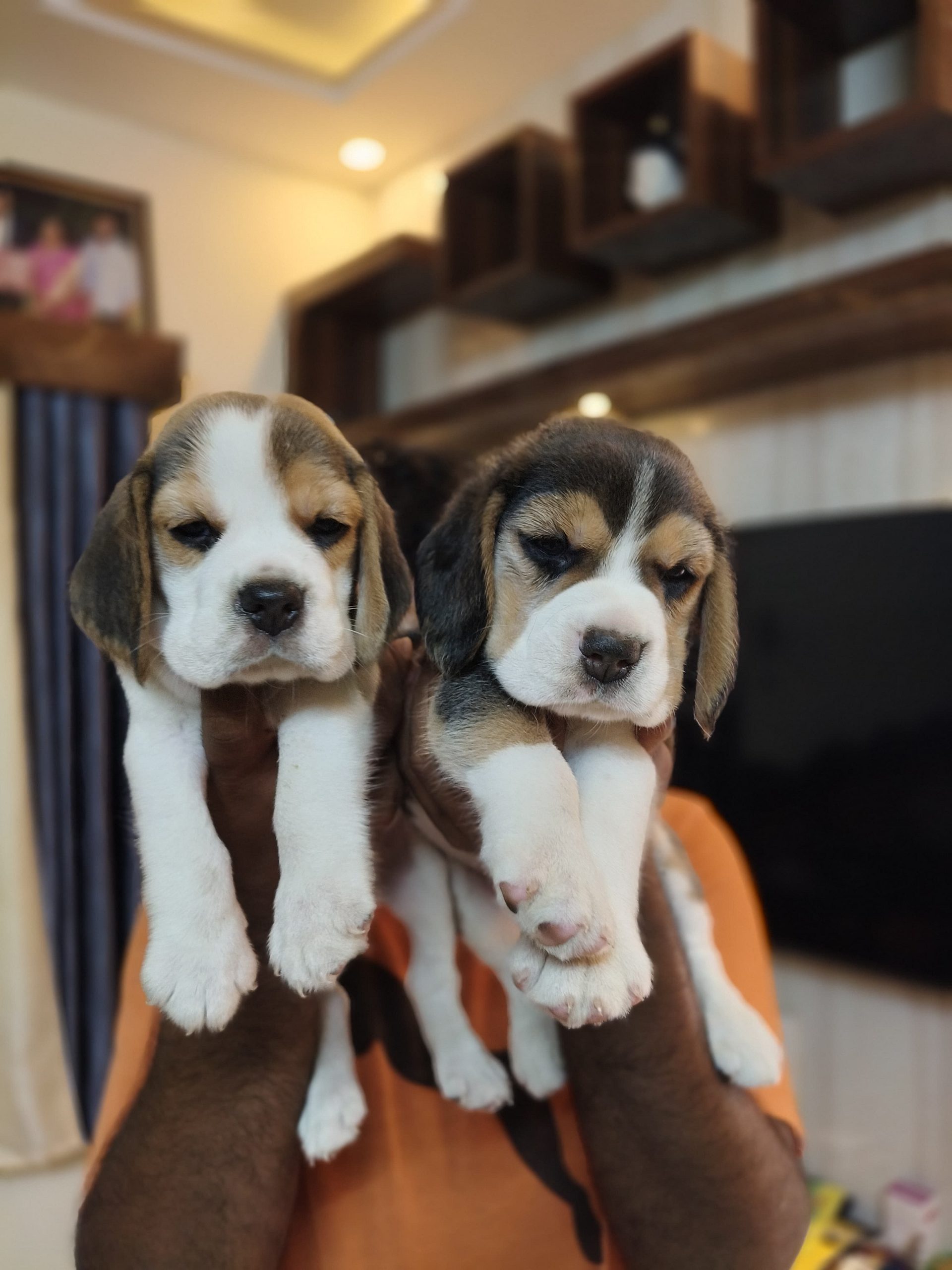 Beagle