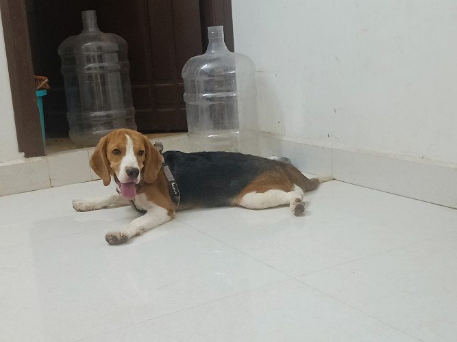 Beagle for sale