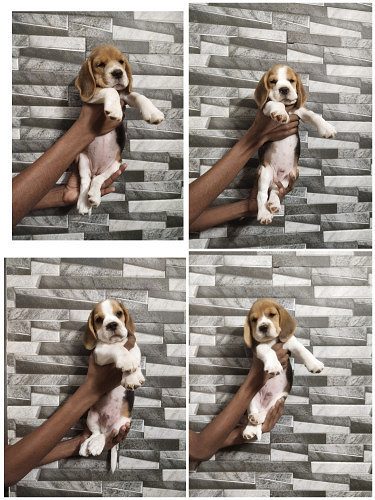 Beagle