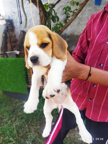 Sale of beagle