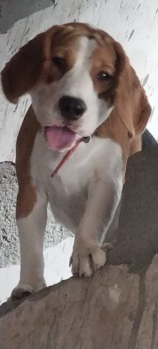 Beagle