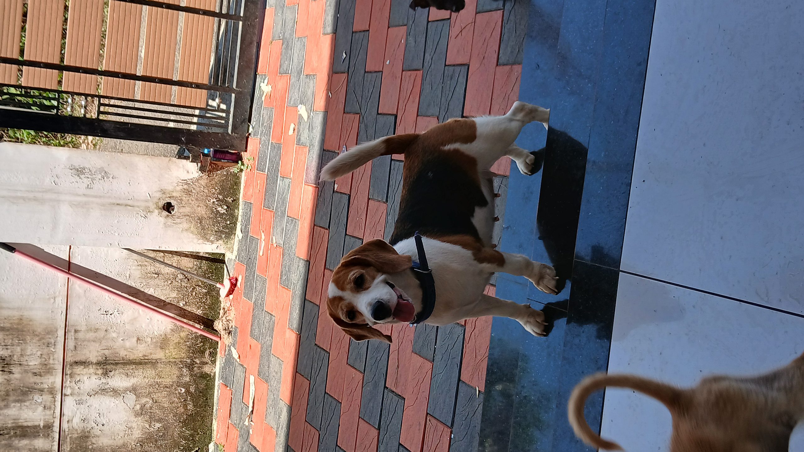 Beagle