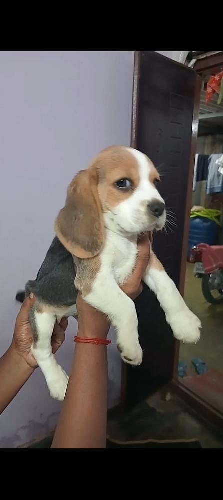Beagle sale