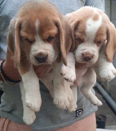 Beagle  sale