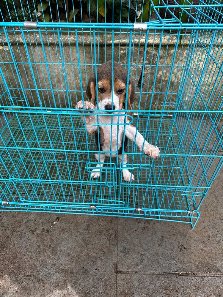 Beagle