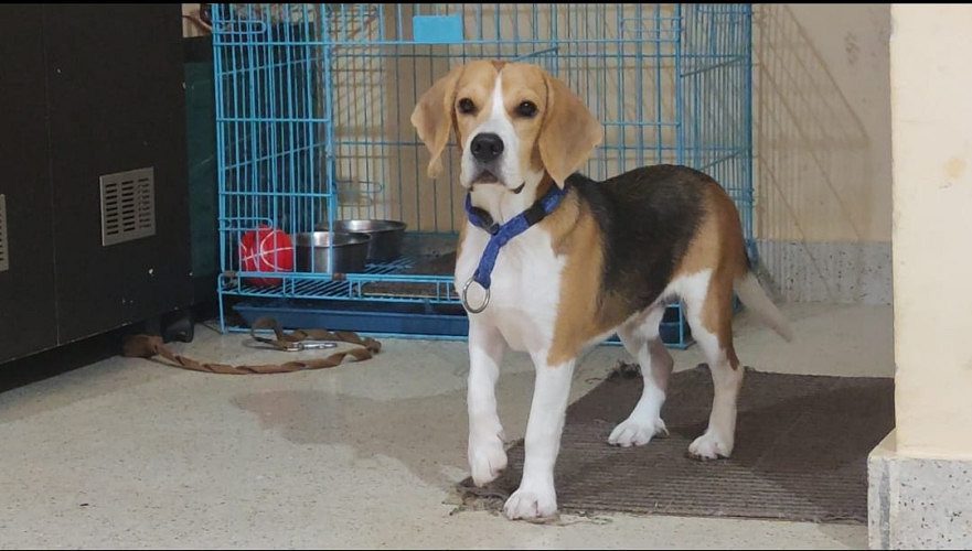 Beagle for sale